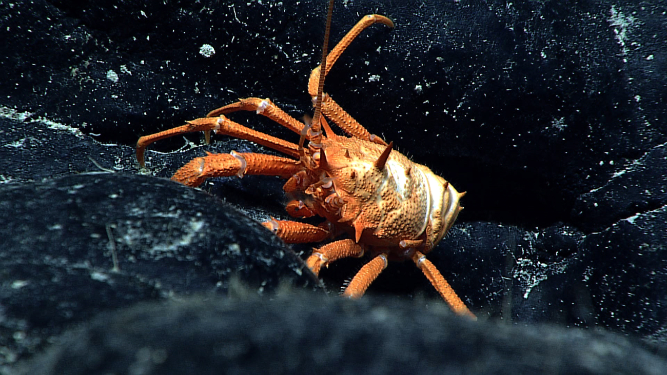 A robust appearing orange and white squat lobster
