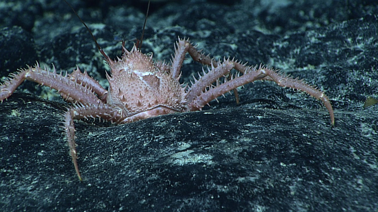 Stern view of a pinkish brown crab with numerous small spikes on a black rocksurface