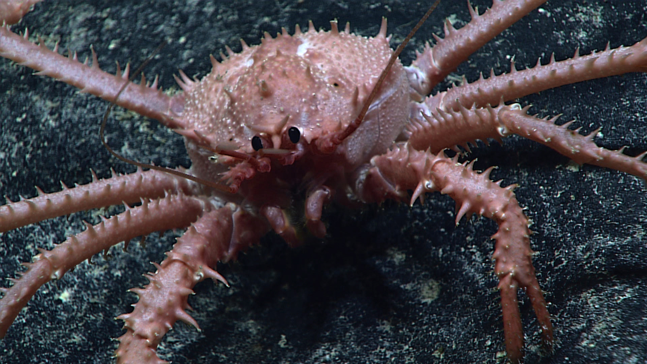 Front view of crab seen in image expn4786