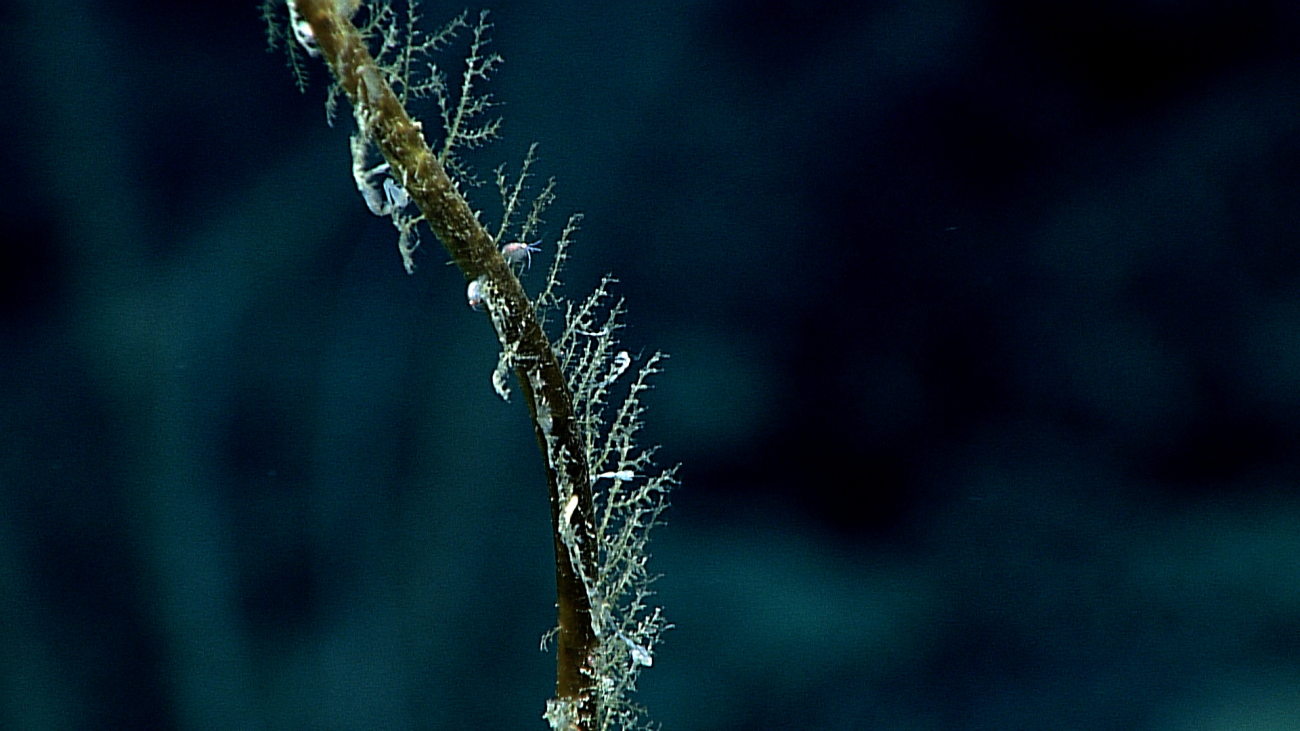 Skeleton shrimp, actually a type of amphipod, and other amphipods attached to adead coral bush colonized by hydroids