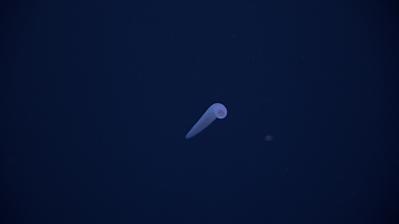 A purple pyrosome in the distance