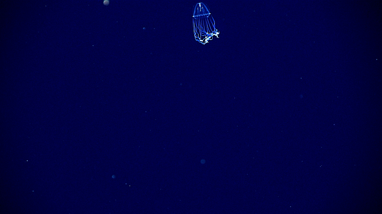 Beautiful blue-tinged jellyfish observed at 600 meters depth