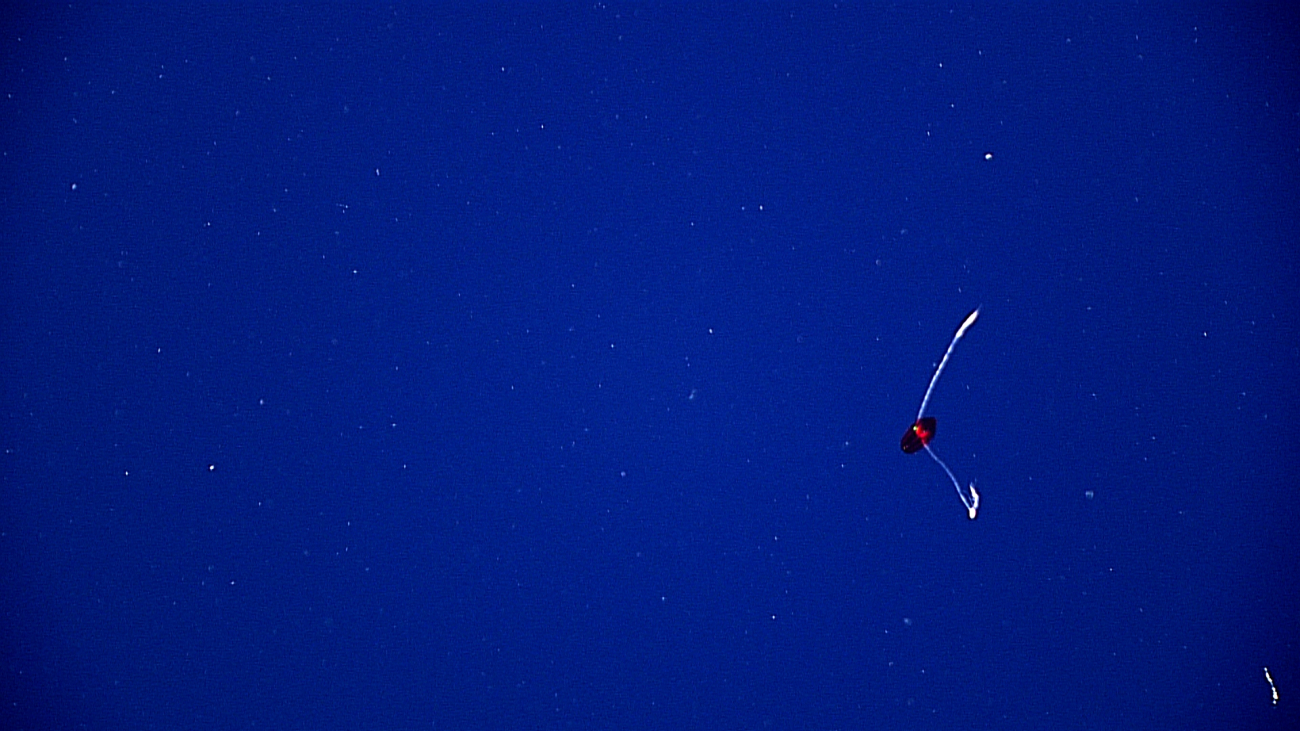 A small reddish ctenophores with two tentacles out and fishing