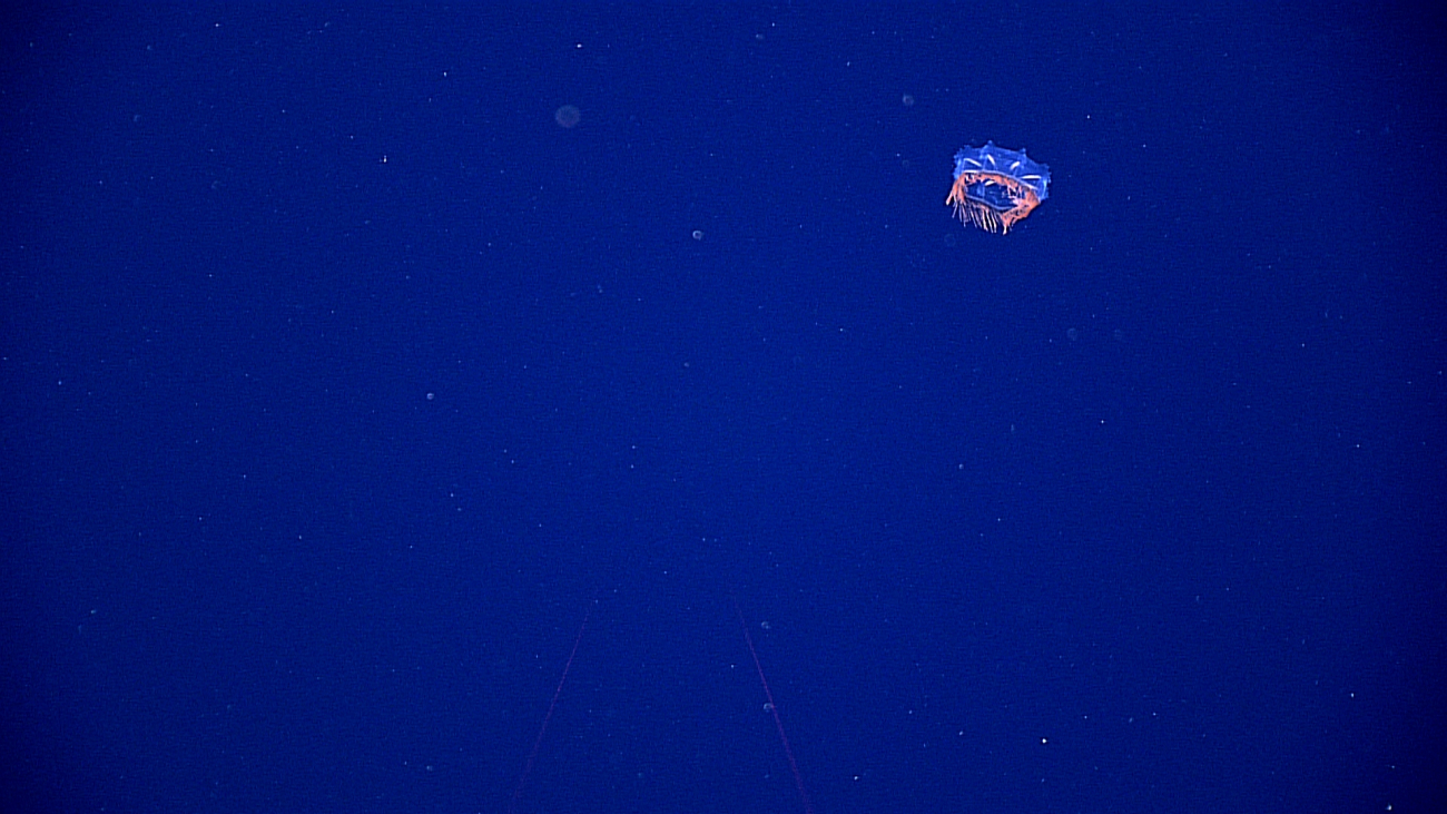 A multi-colored jellyfish seen in the distance