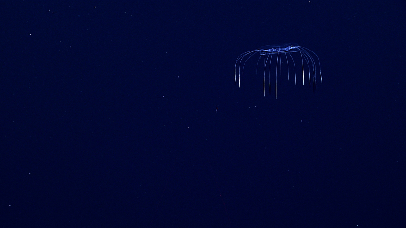 A dinner plate jellyfish seen edge on with tentacles trailing below