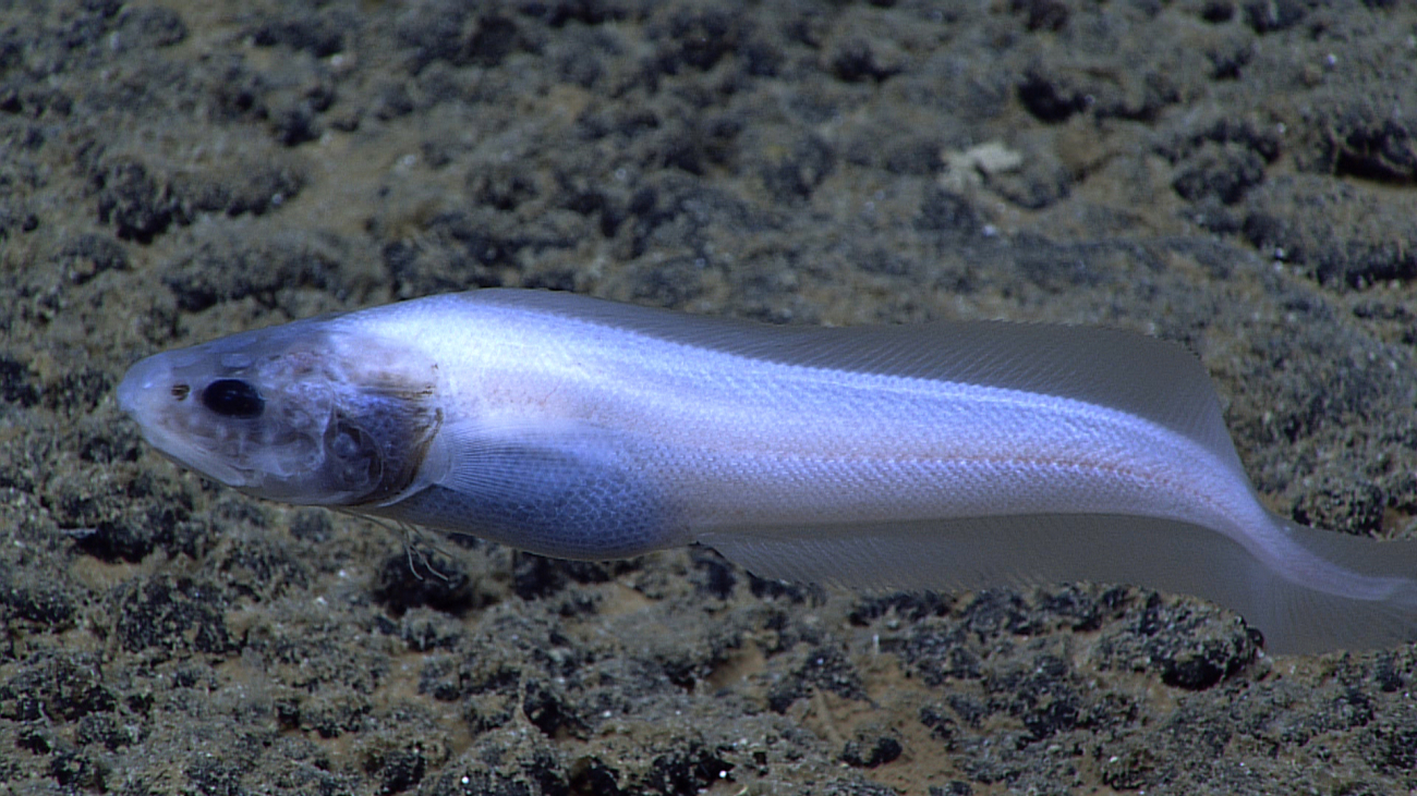 A white cusk eel