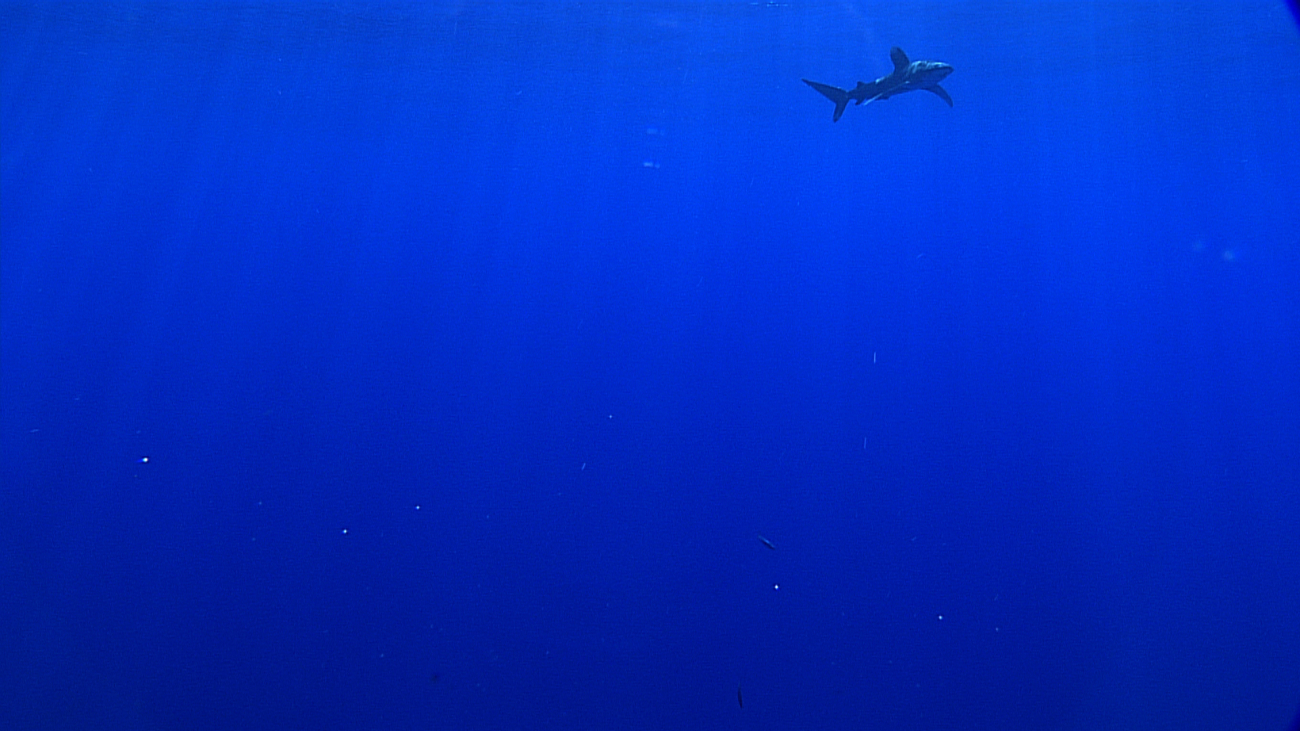 Oceanic white tip shark cruising near Deep Discoverer and Serios duringrecovery operations