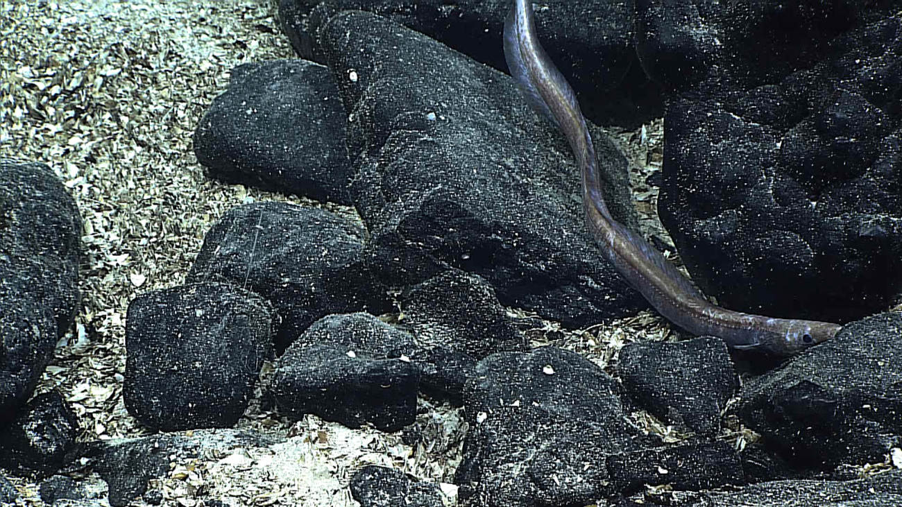 A large eel slithering amongst the rocks on the bottom
