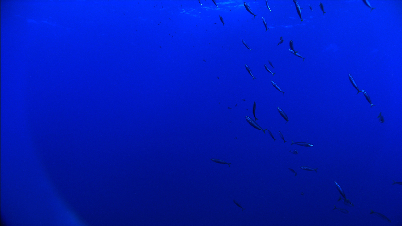 School of pelagic fish near Deep Discoverer recovery point