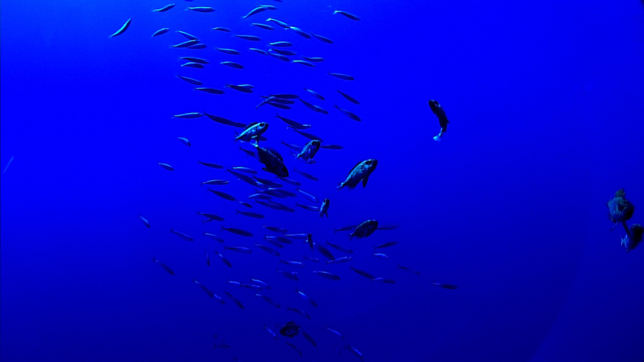 School of pelagic fish near Deep Discoverer recovery point