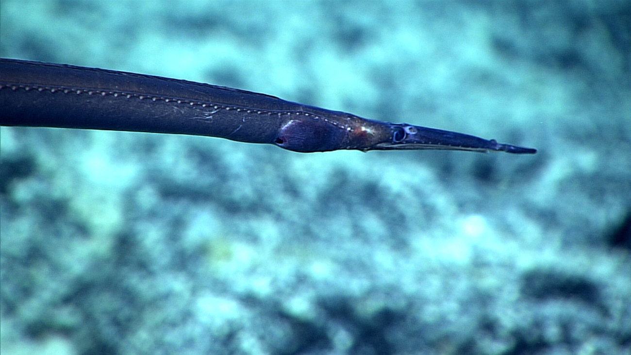 A fairly rare type of eel with an odd head and nose area