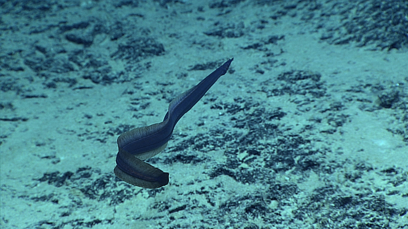Possibly the same eel seen in image expn4882 swimming away