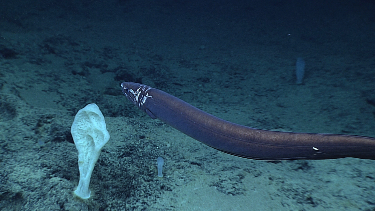 A large eel swimming over a large sponge