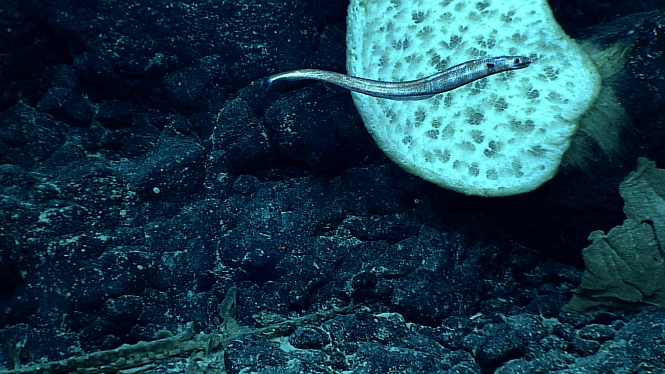 An eel silhouetted against a large white sponge