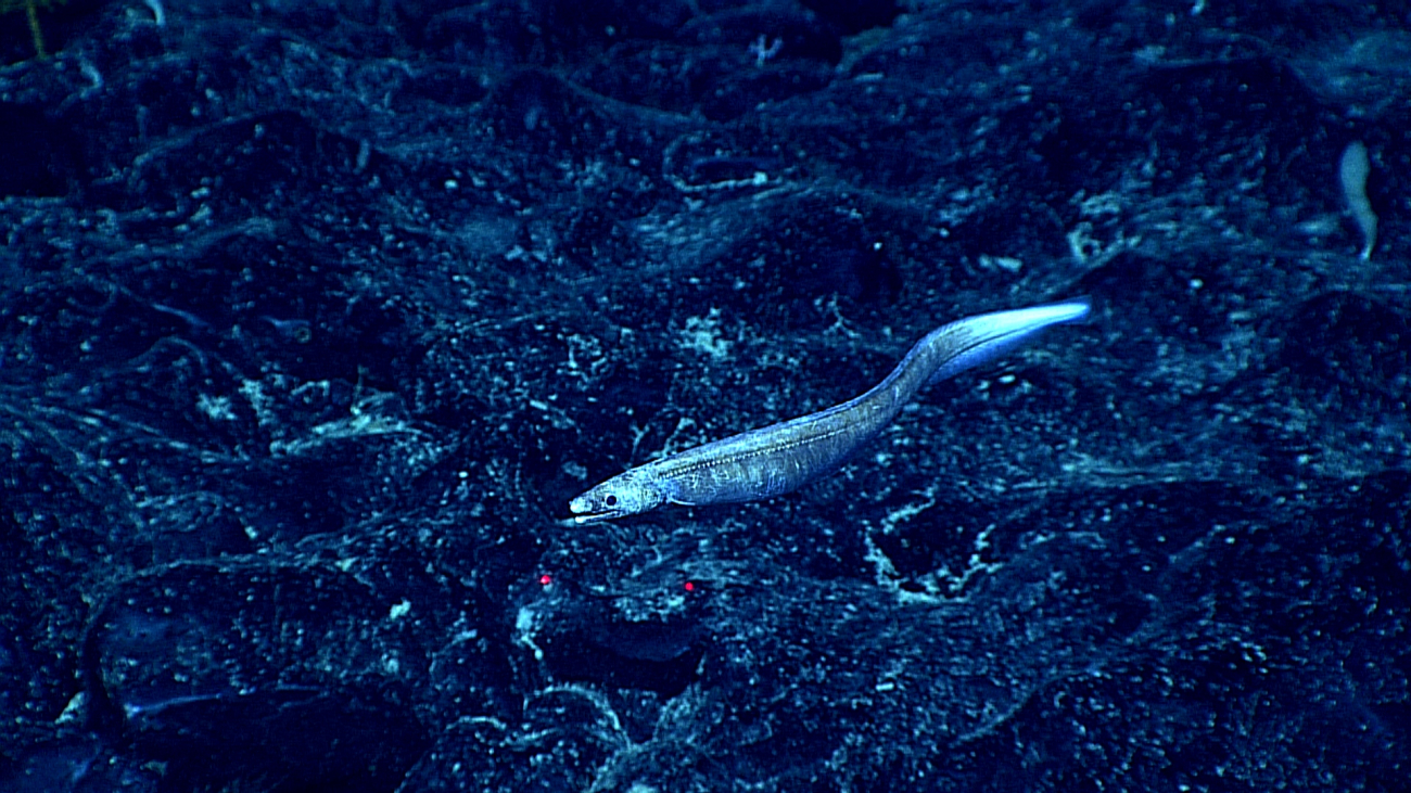 An eel swimming over  a rock bottom