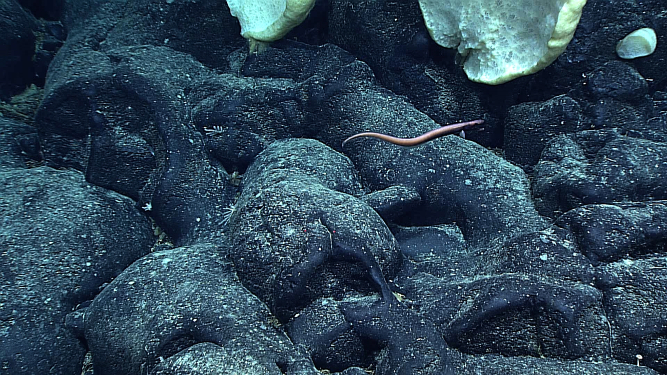 A brownish eel swimming over pillow lavas and near large white sponges