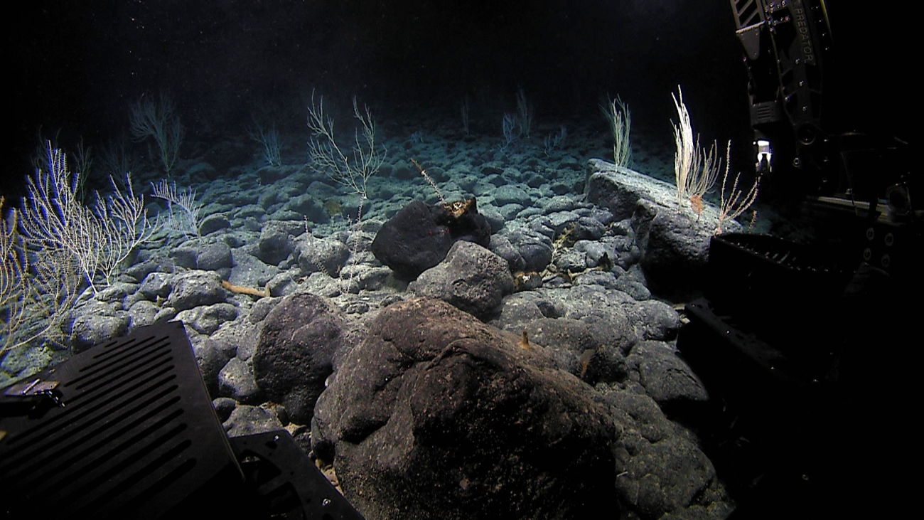 Field of rounded boulders on seamount