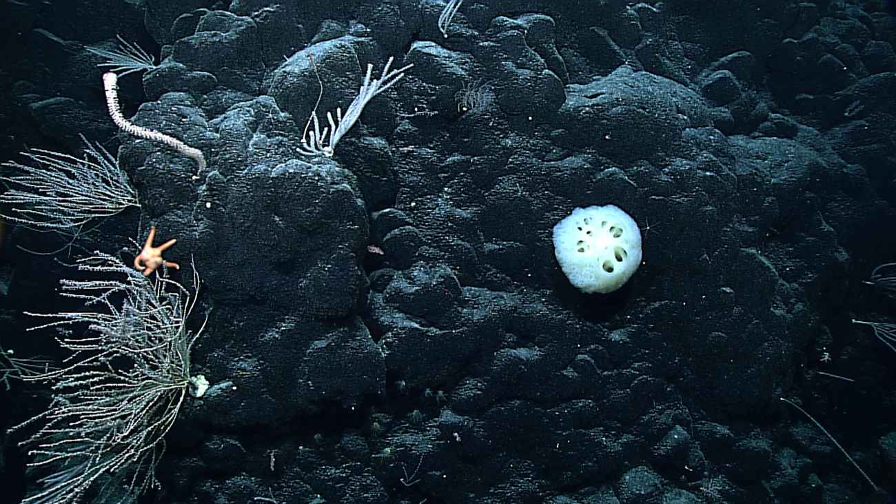 Glass sponge and bamboo corals on seamount