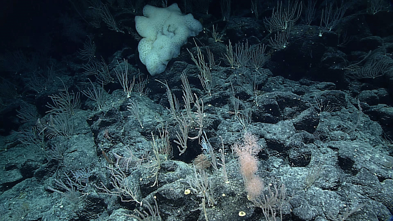 A large white sponge and bamboo corals dominate this scene on theridge