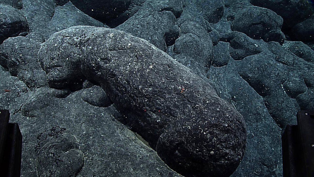A large pillow lava structure in an area relatively devoid of visible life