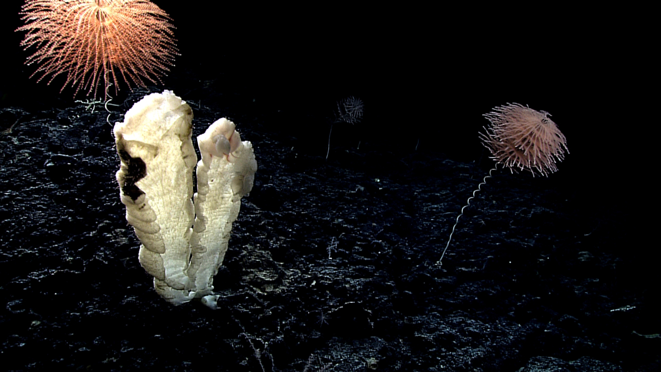 A large sponge and spiraling iridogorgid corals on a bumpy volcanic surface