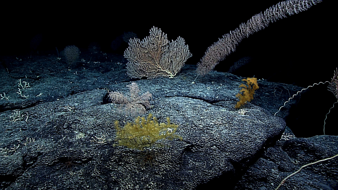 A smooth volcanic terrain with a variety of species of octocorals, one orangeblack coral bush on the right of the image, and possibly a pinkish stalkedcrinoid in the center of the image