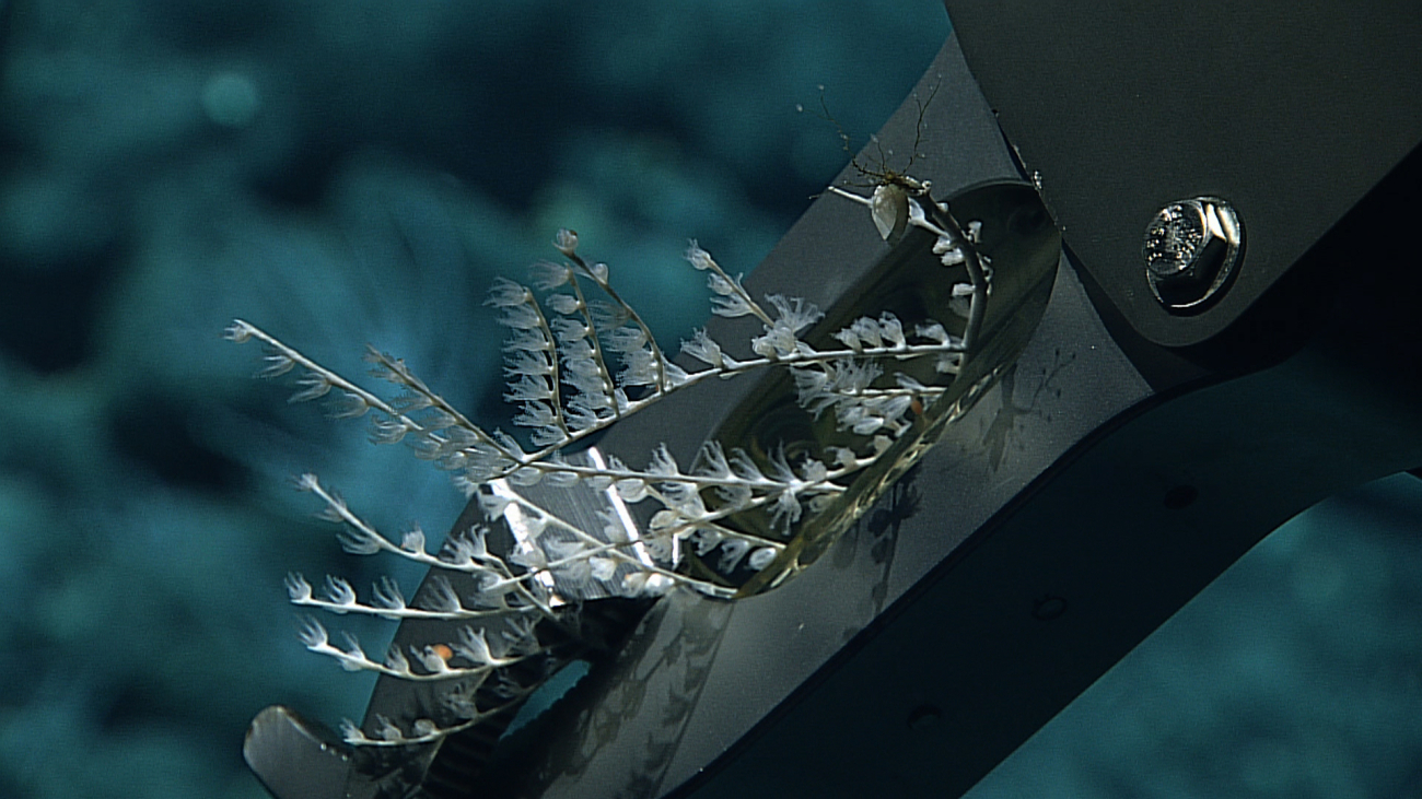 Demonstrating its versatility, the manipulator arm samples a delicate octocoral