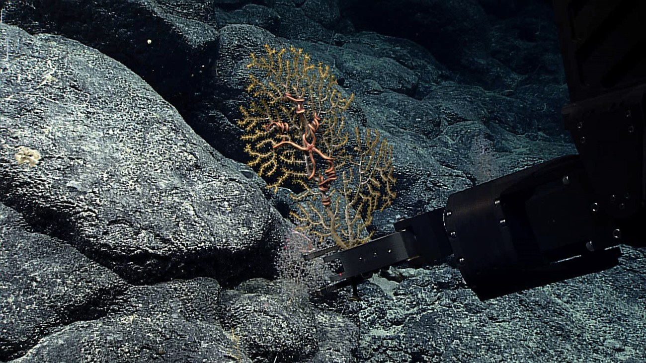 Deep Discoverer's manipulator arm sampling a small octocoral bush withassociated brittle stars