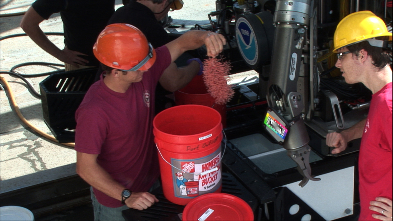 Removing a Chrysogorgia coral from the sample box of the Deep Discoverer
