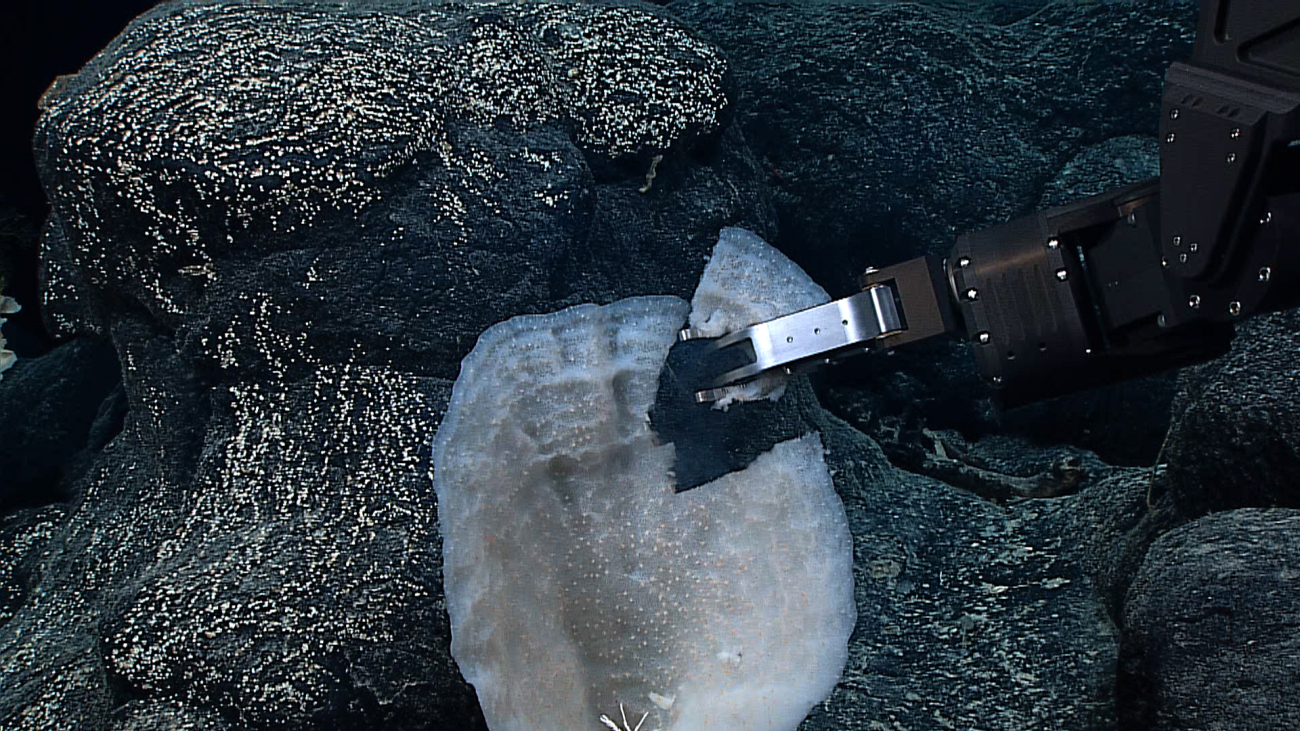 Deep Discoverer's manipulator arm sampling a vase-like glass sponge