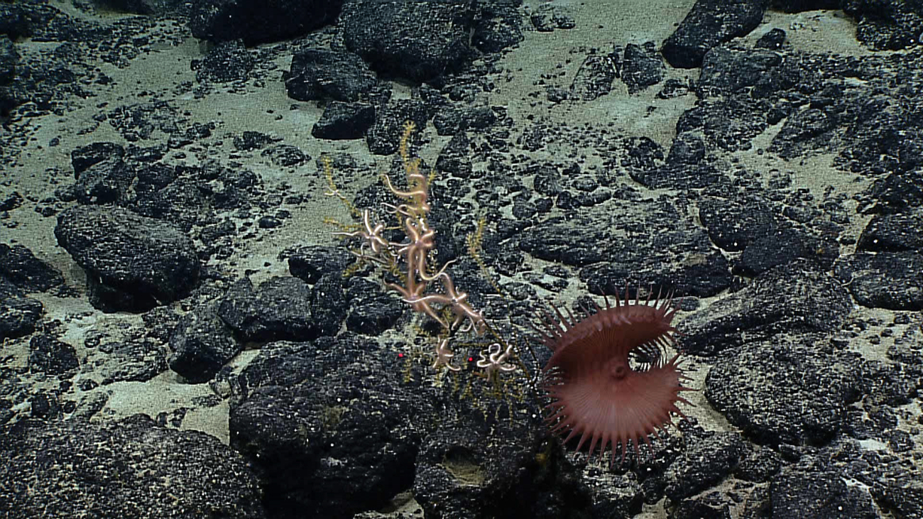 A reddish brown flytrap anemone next to a small yellow green octocoral coveredwith numerous whitish pink  brittle stars