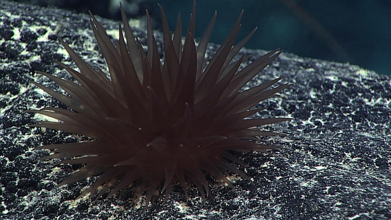 A brown anemone with small white tips at the end of its tentacles