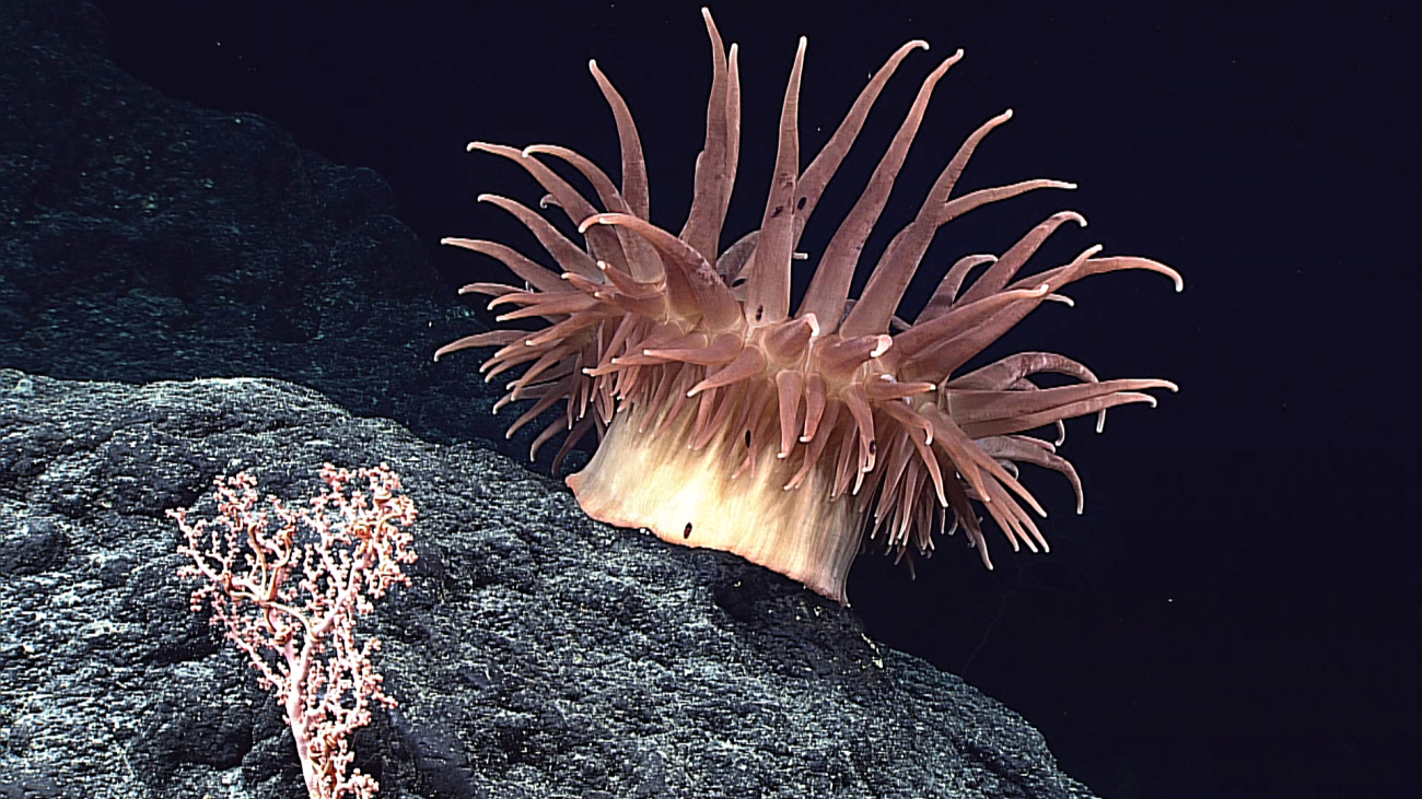 A large brown anemone with cream-colored anemone