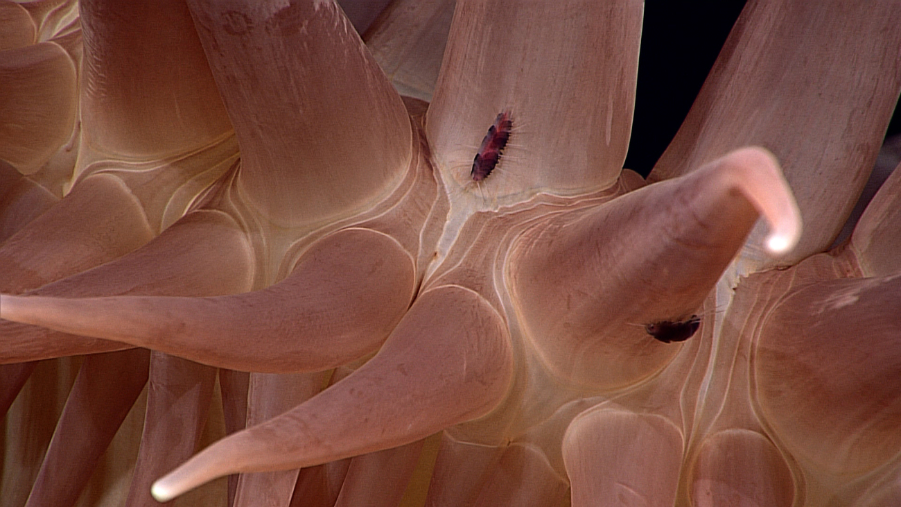 Small scale worms seen closeup in this view of the interior of the anemone seenin image expn4988
