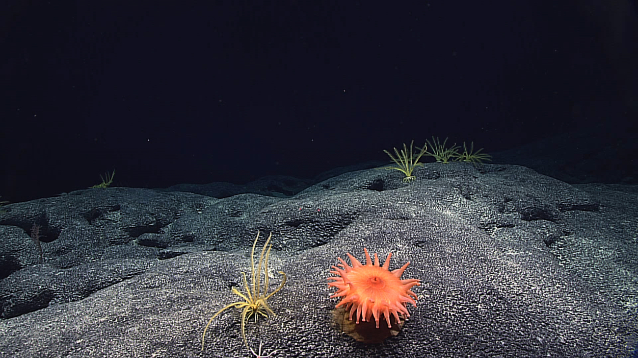An orange corallimorph and yellow feather star crinoids on a smooth volcanicsurface