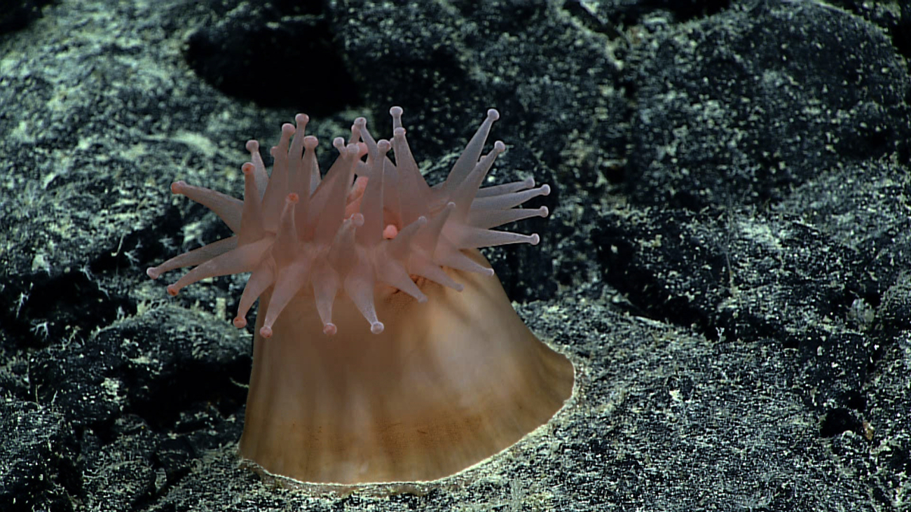A corallimorph with pink tentacles and a brownish white conical shaped column