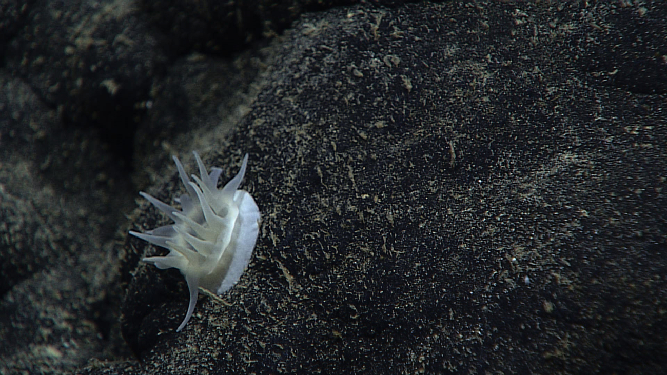 An odd little white anemone with white column and relatively few tentacles