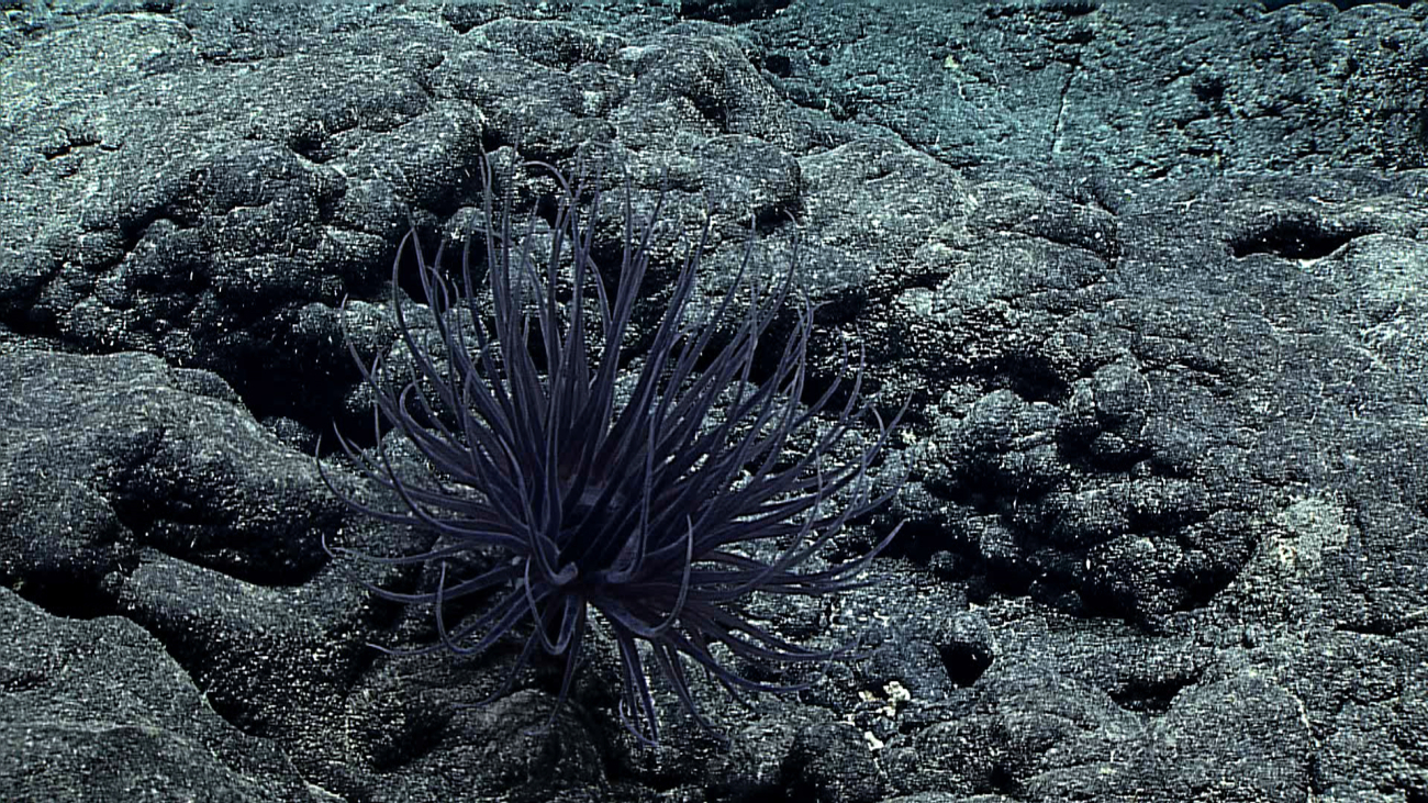 A large black cerianthid anemone on a black rock surface