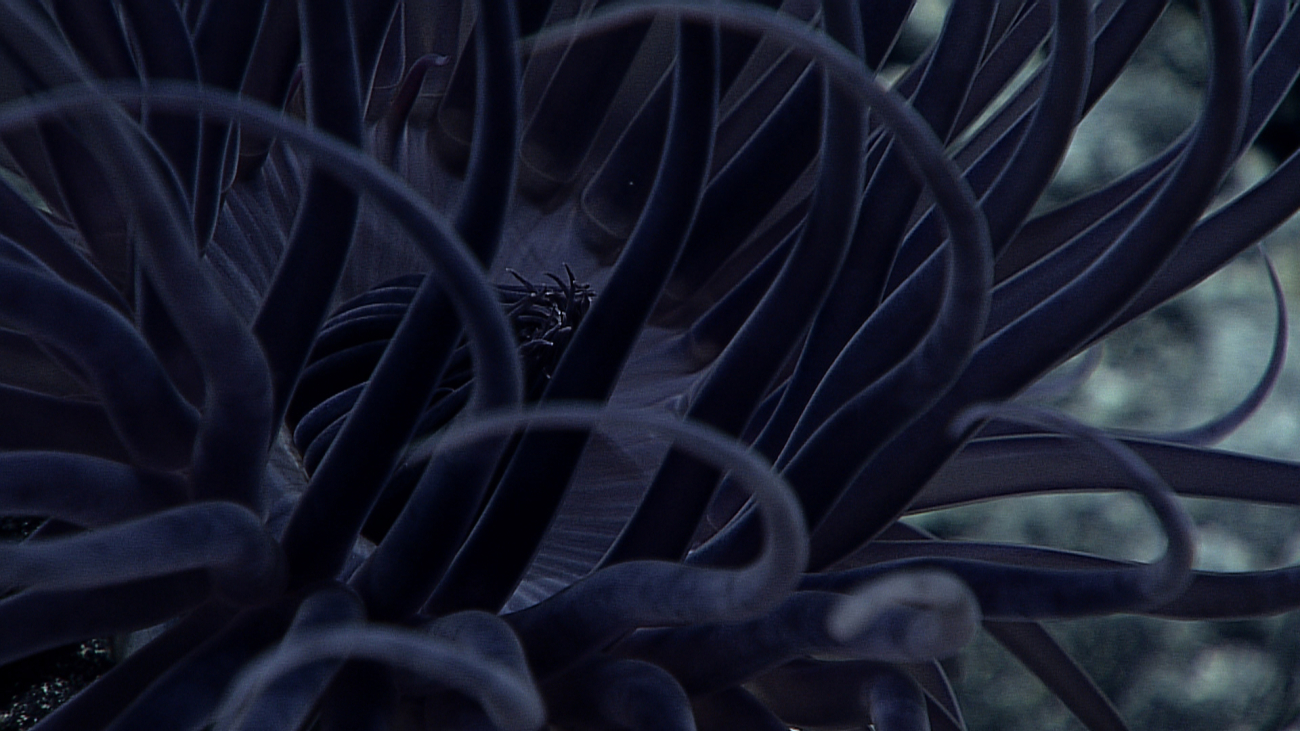 A large black cerianthid anemone on a black rock surface