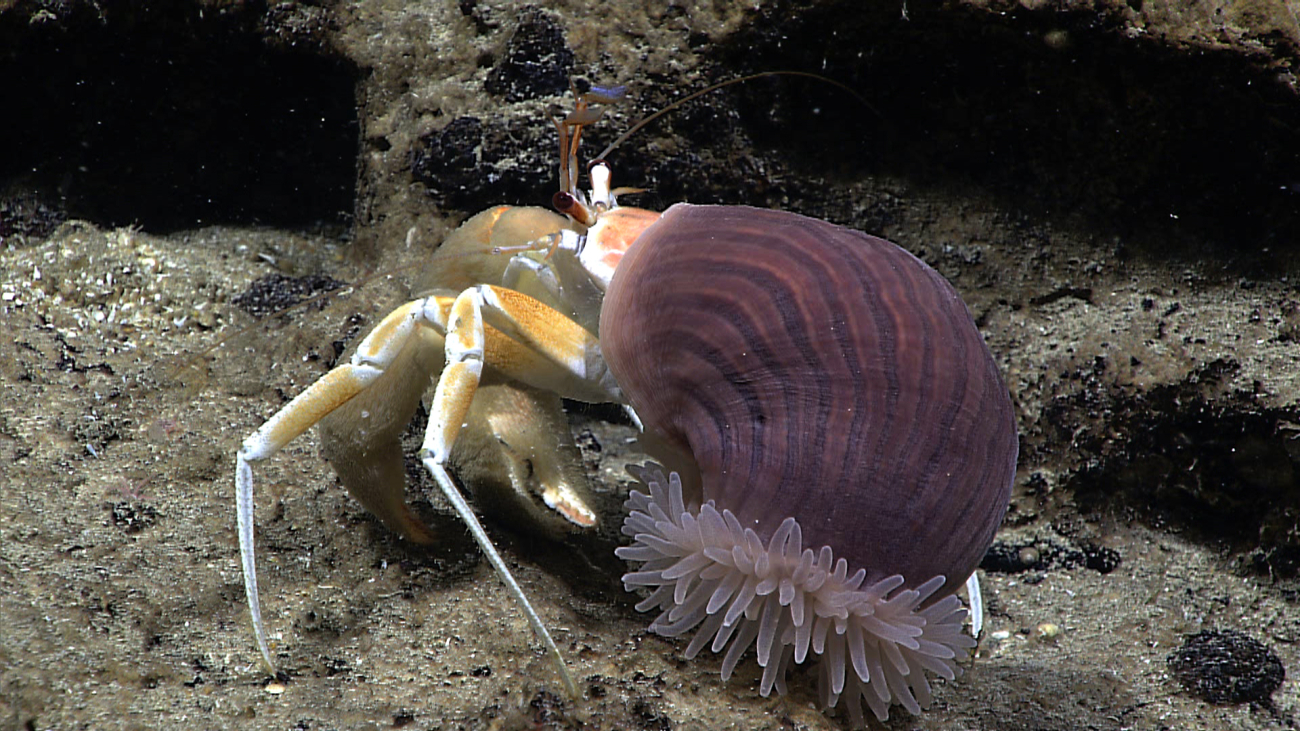 A large hermit crab that is living symbiotically with an anemone that has become its protective shell