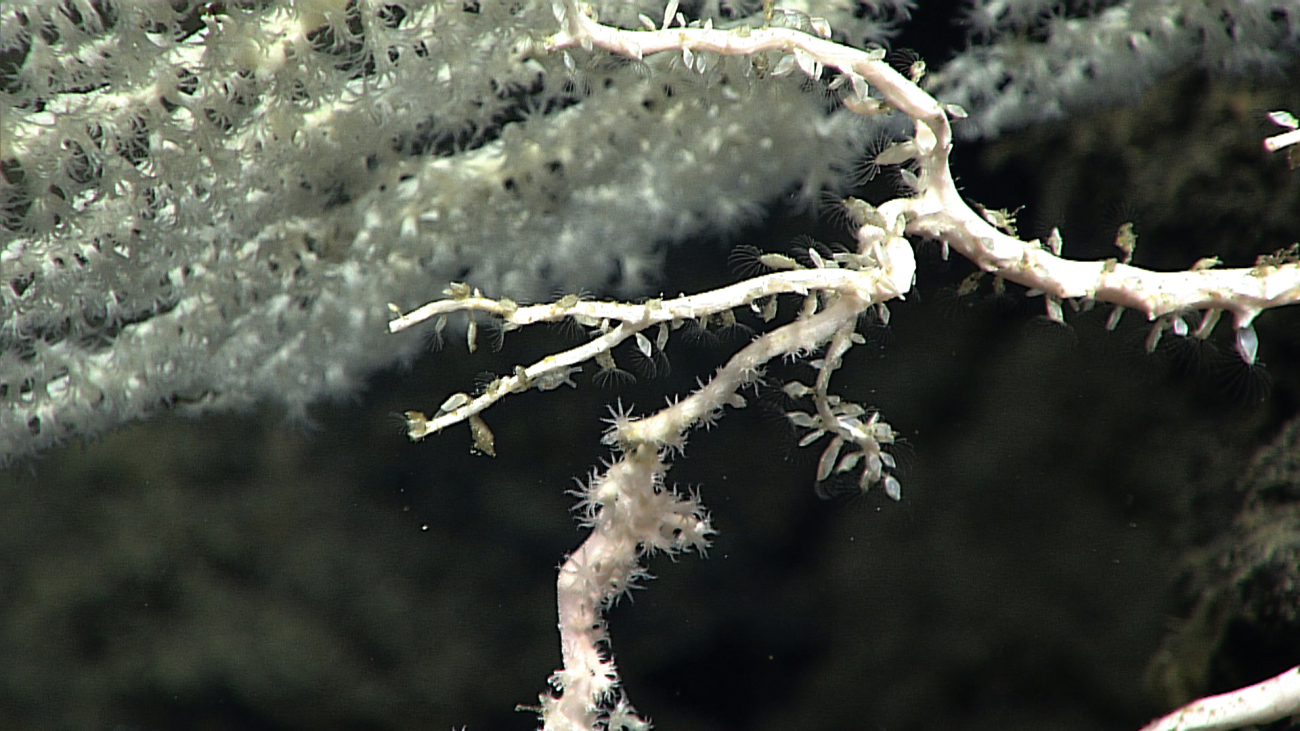 Small barnacles with cirri extended living on a dead coral branch