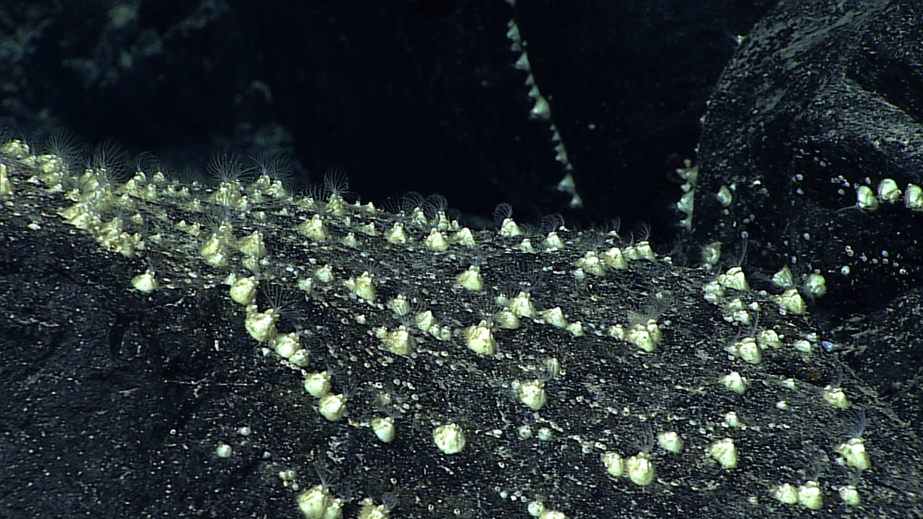 Sessile barnacles with cirri extended on a rock surface