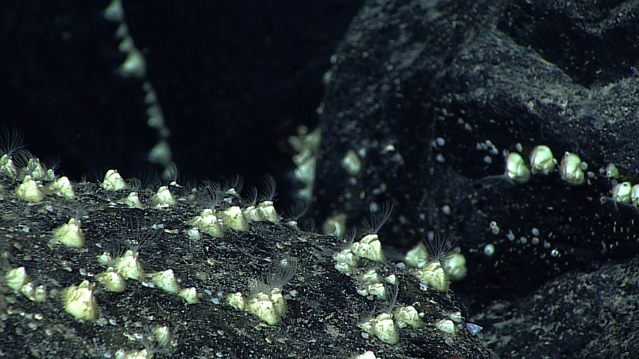 Sessile barnacles with cirri extended on a rock surface