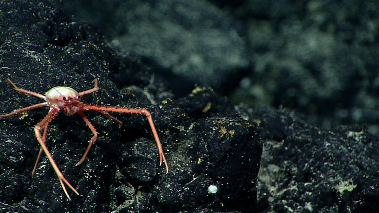 A white and red squat lobster on a rock surface