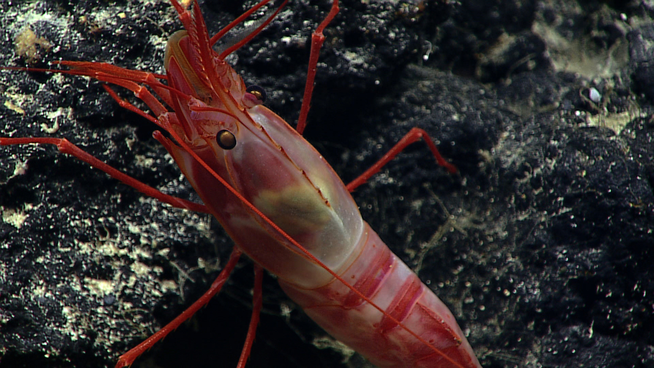 A large shrimp with red bands