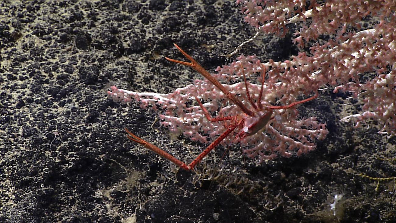 A squat lobster on  a corallium coral with chelae extended