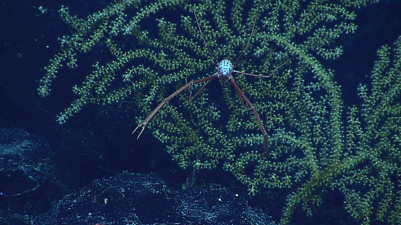 A white and reddish brown squat lobster on a greenish octocoral bush