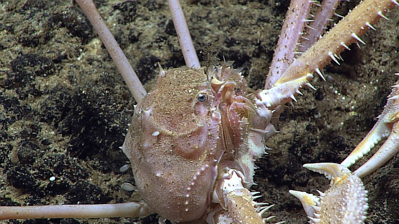 A large crab (Cyrtomaia smithi) with numerous spikes on its chelae and legs