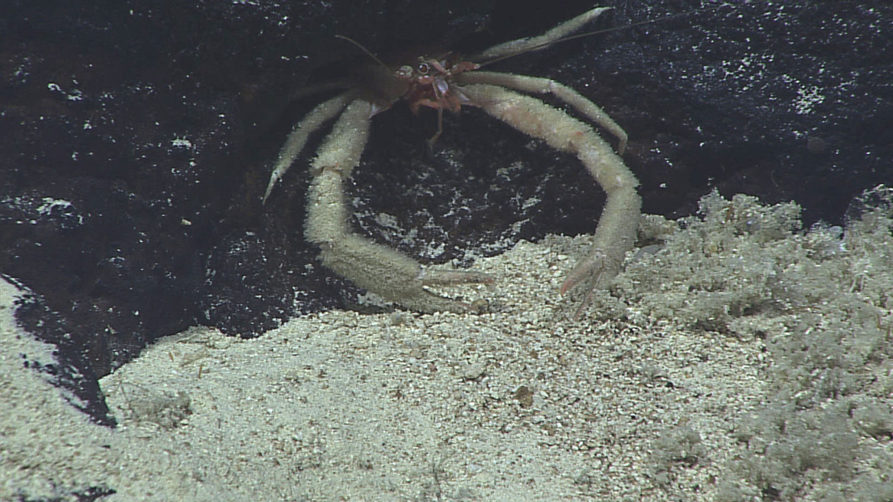 A very fuzzy looking crab hiding in a recess in a rock surrounded bysediment