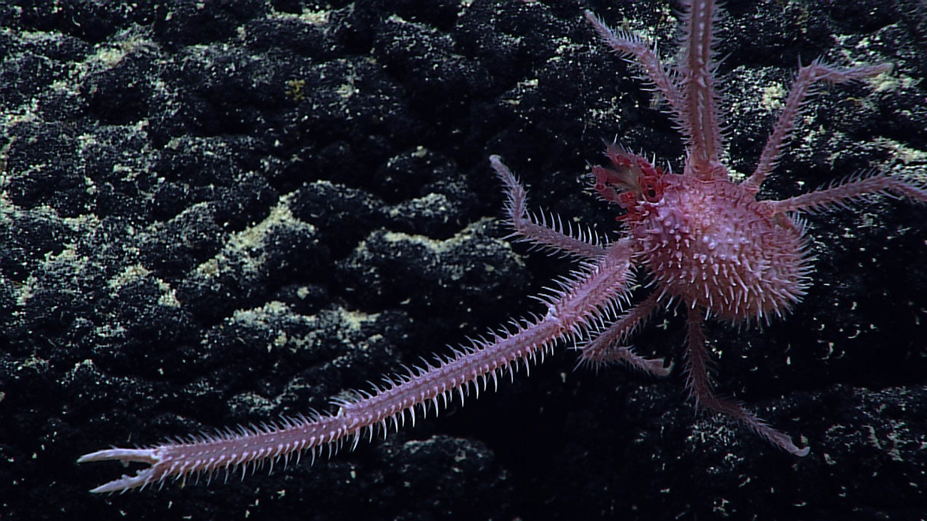 A purple spiky squat lobster on a botryoidal manganese crust
